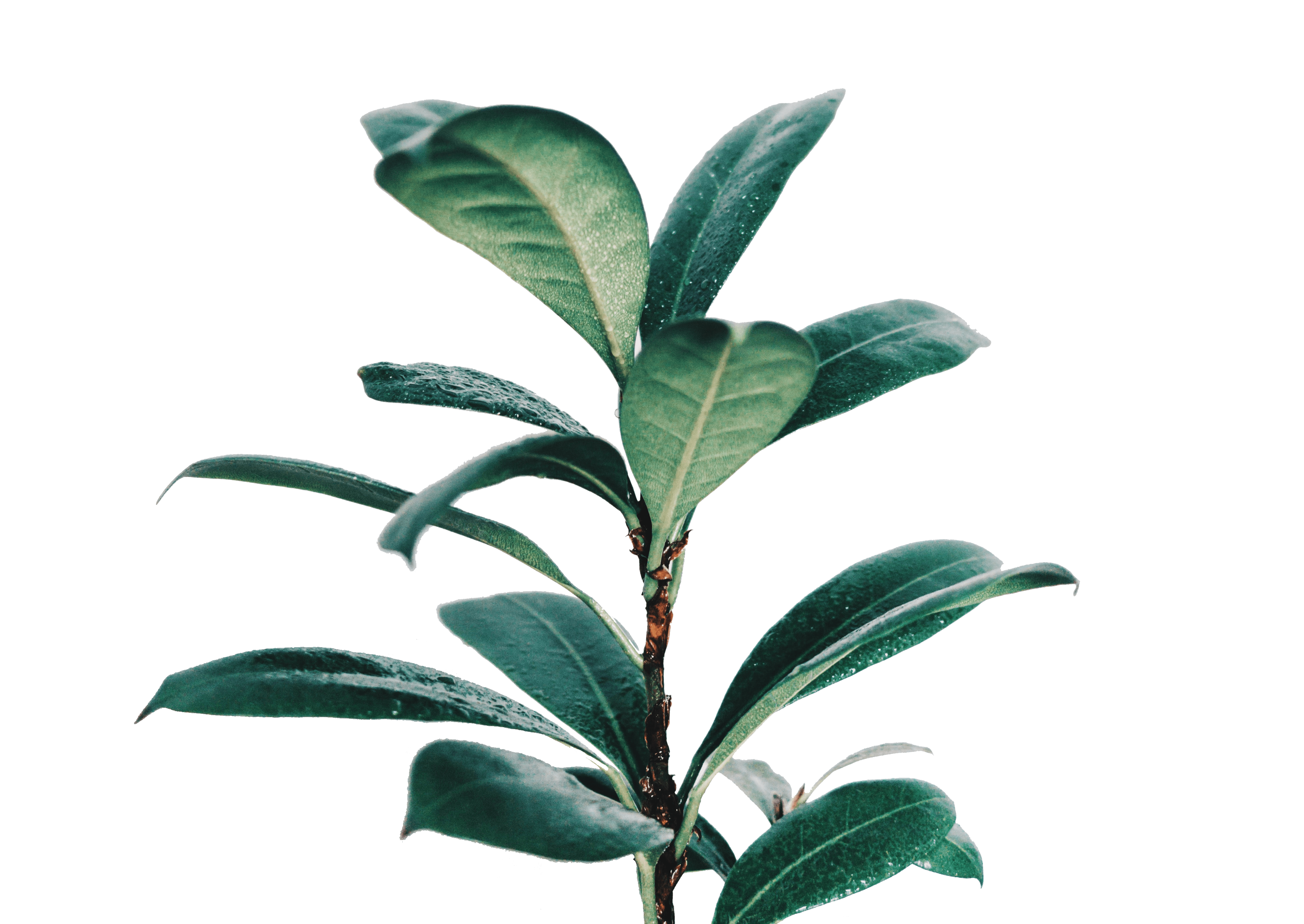 nikita-kachanovsky-_l0LWXSubVk-unsplash