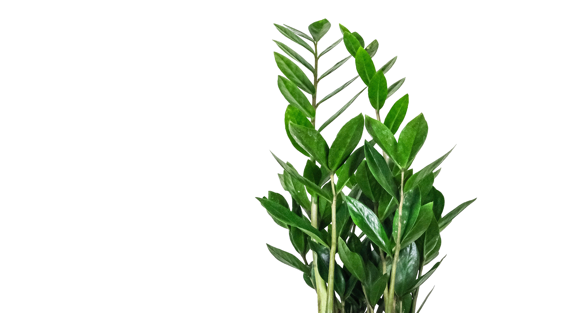 severin-candrian-cLaaxa4DSnc-unsplash-v2